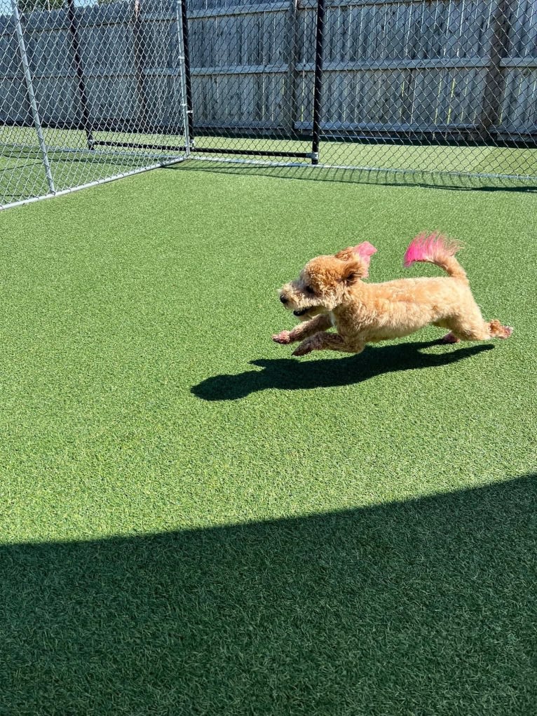 Bailee, a Bichonpoo tested with EmbarkVet.com