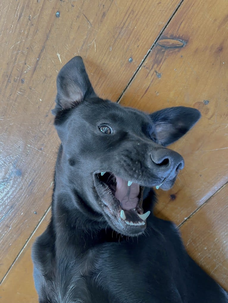 Bode, a Labrador Retriever and American Pit Bull Terrier mix tested with EmbarkVet.com