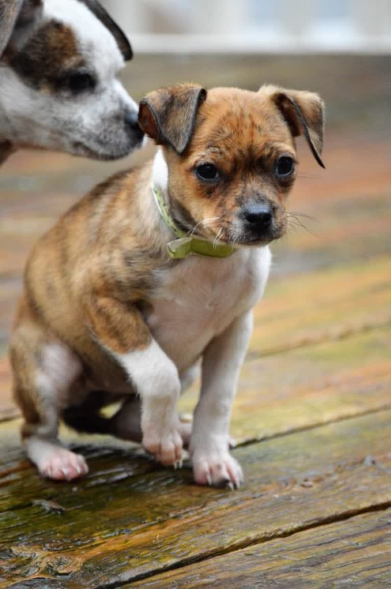 Penelope, a Boston Terrier and Chihuahua mix tested with EmbarkVet.com