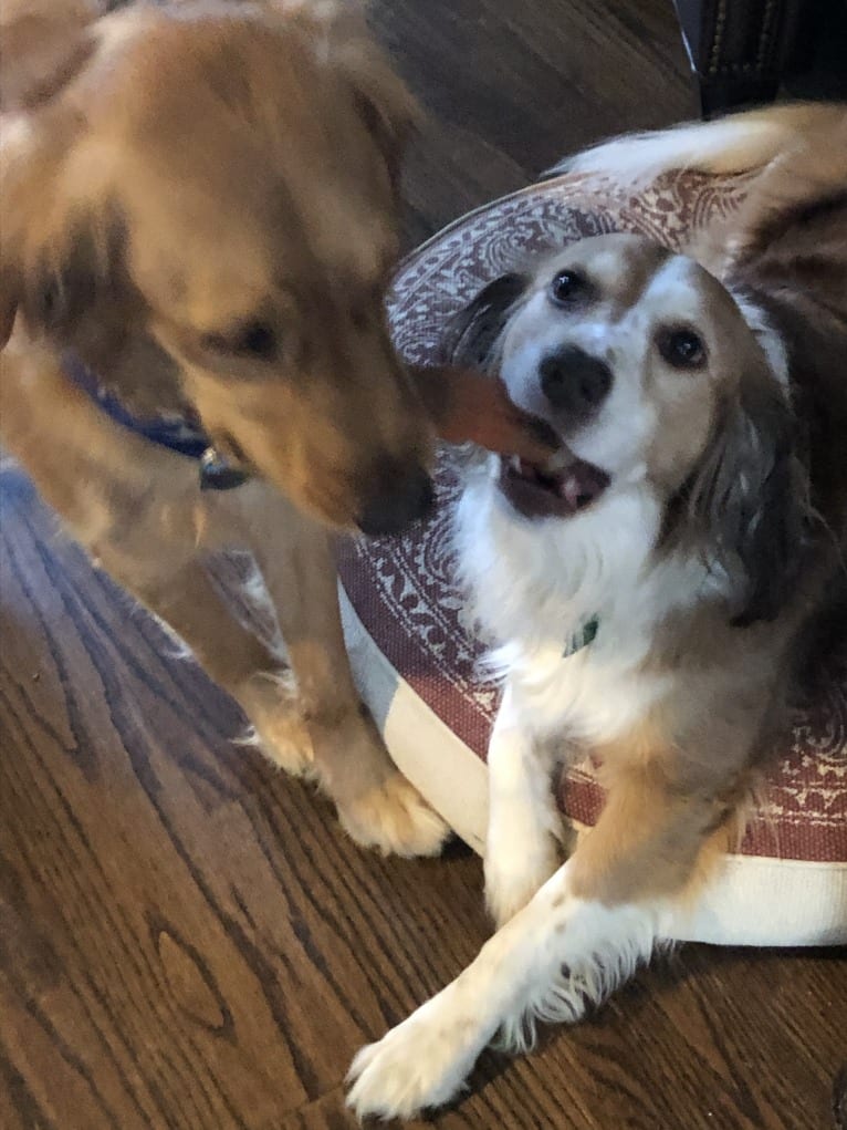 Luna, an English Springer Spaniel and Australian Shepherd mix tested with EmbarkVet.com