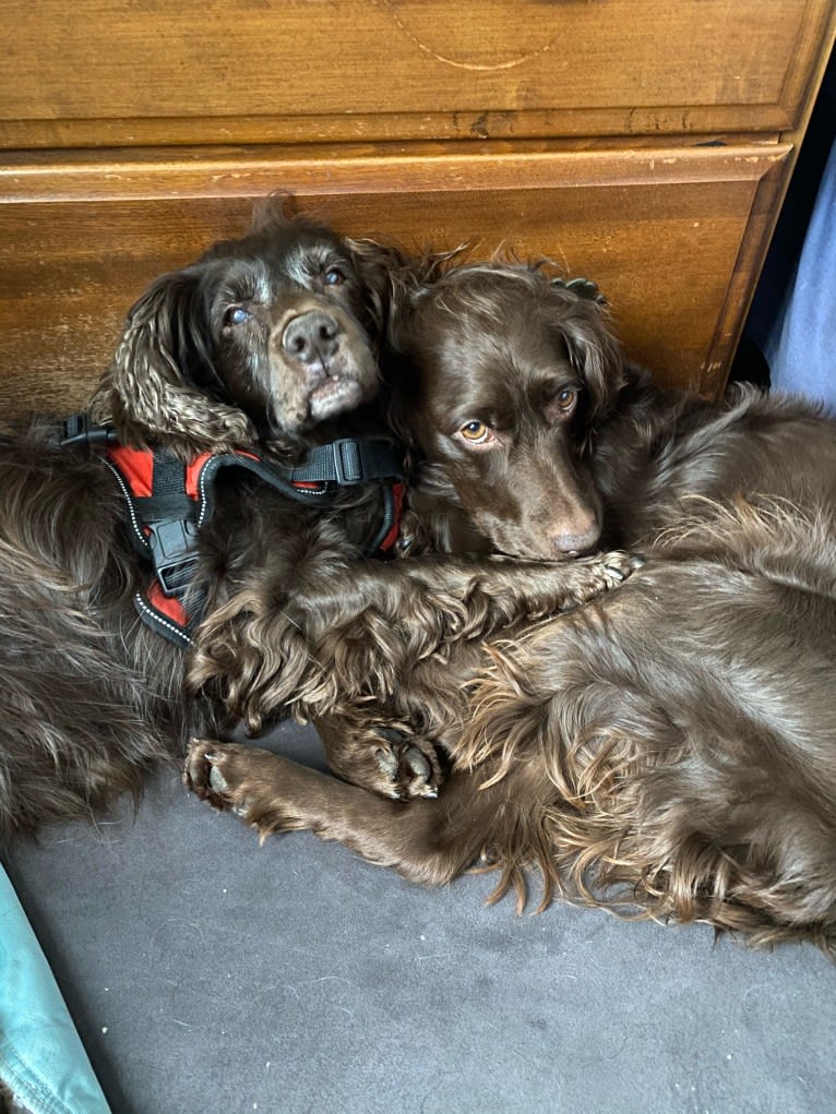 Luma, a Boykin Spaniel tested with EmbarkVet.com