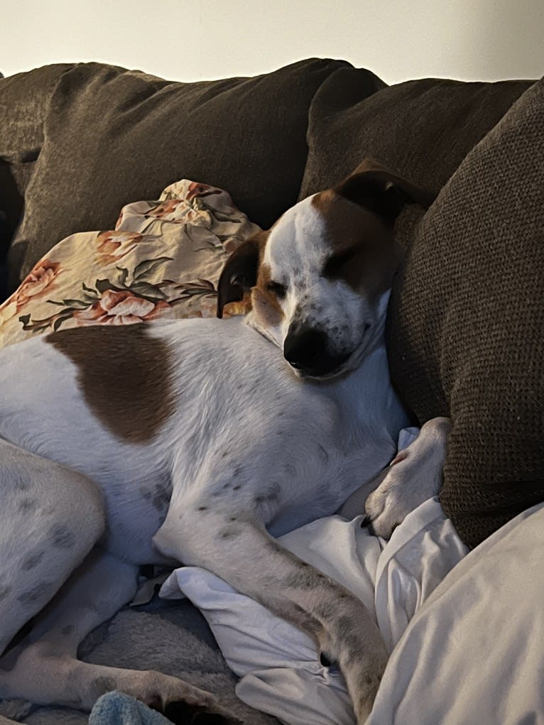 Wilson Wayhart, a Boxer and German Shepherd Dog mix tested with EmbarkVet.com