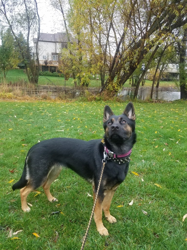 Petra, a German Shepherd Dog and Australian Cattle Dog mix tested with EmbarkVet.com