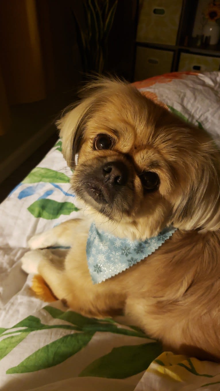 Ginger, a Pekingese tested with EmbarkVet.com