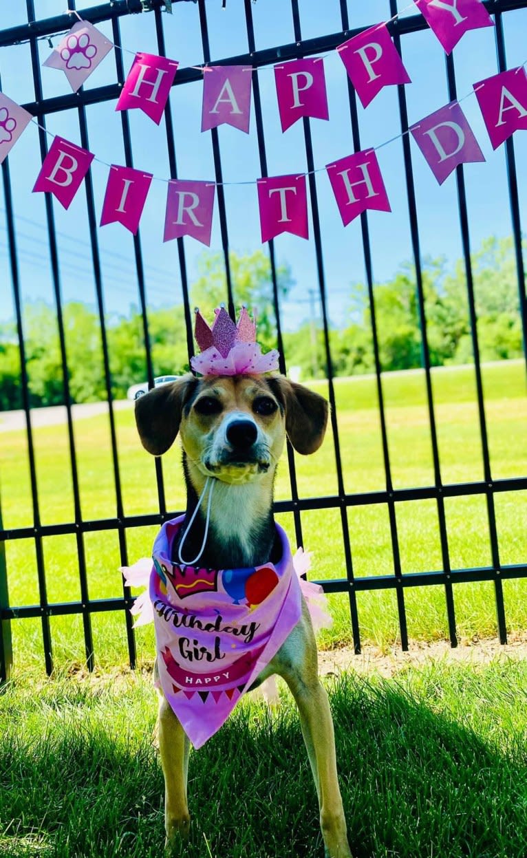 Star, a Beagle and Chihuahua mix tested with EmbarkVet.com