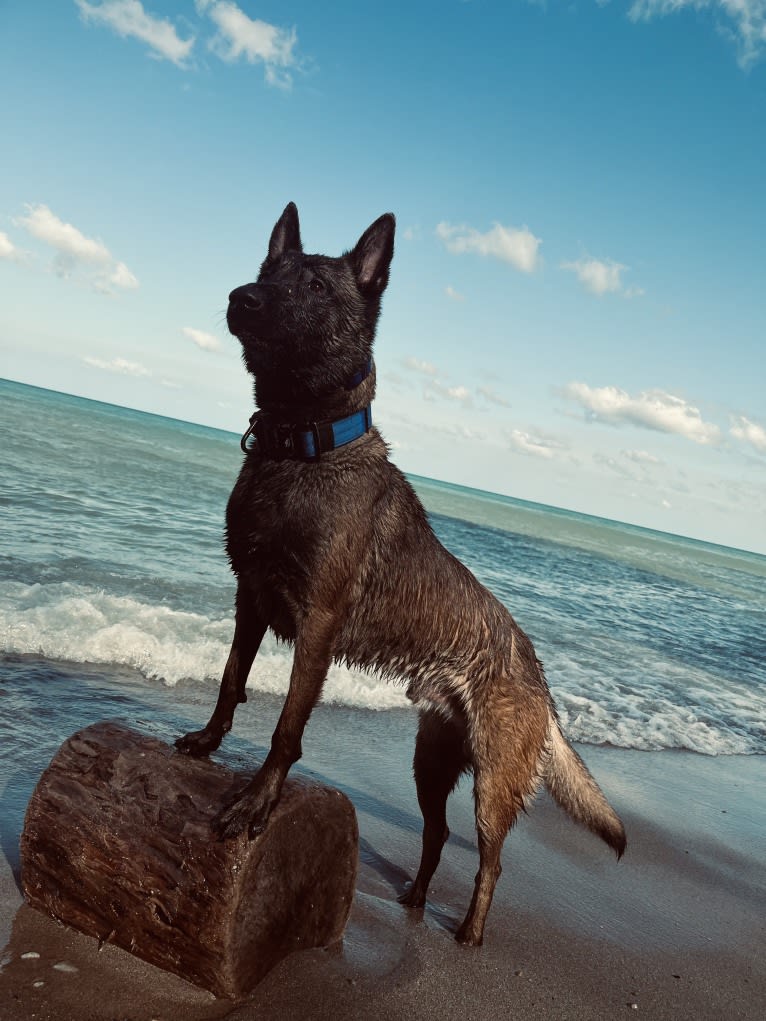 Valor, a Belgian Shepherd tested with EmbarkVet.com