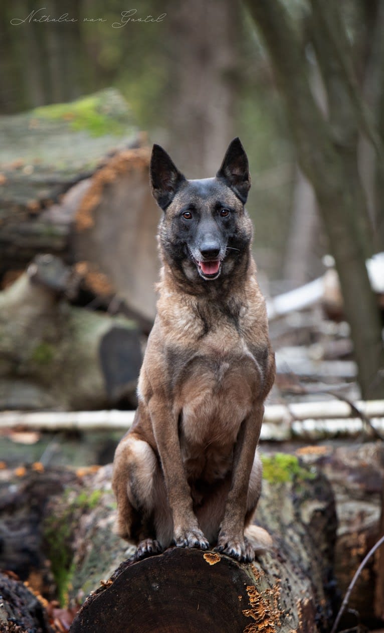 Lyka, a Belgian Shepherd tested with EmbarkVet.com