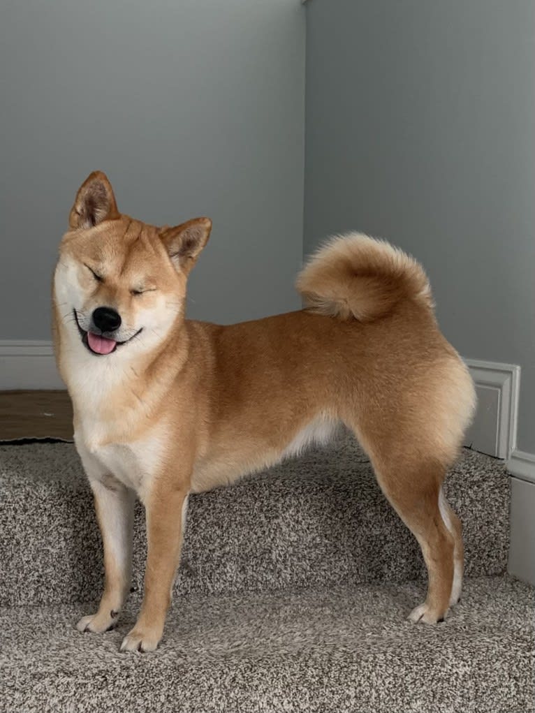 Maple, a Shiba Inu tested with EmbarkVet.com