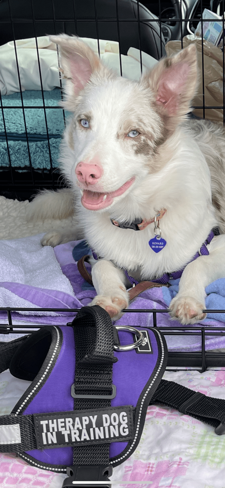 Viva, a Border Collie tested with EmbarkVet.com