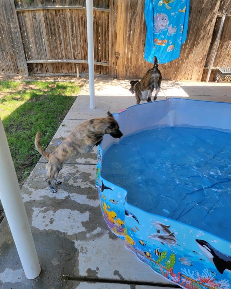 Daisy, an American Pit Bull Terrier and Australian Cattle Dog mix tested with EmbarkVet.com