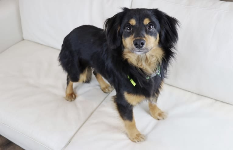 Remi, a Cocker Spaniel and Rat Terrier mix tested with EmbarkVet.com