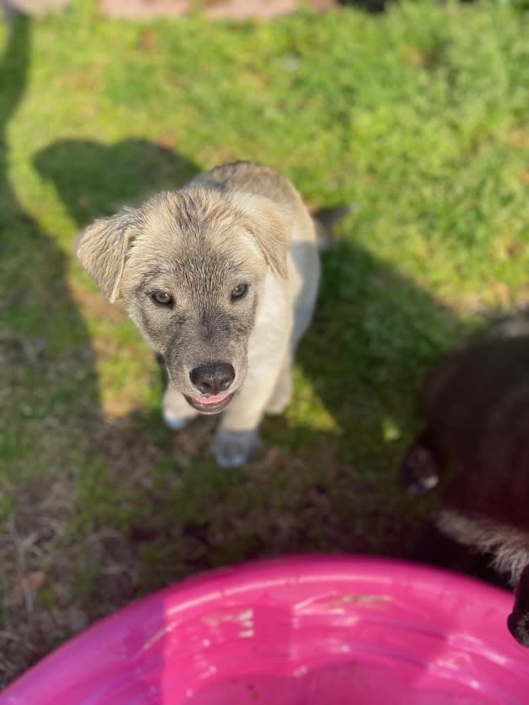 Acrux a dog tested with EmbarkVet.com