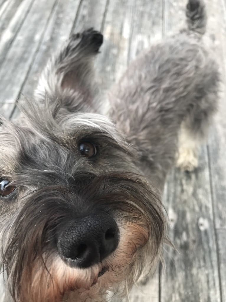 Digby, a Miniature Schnauzer tested with EmbarkVet.com