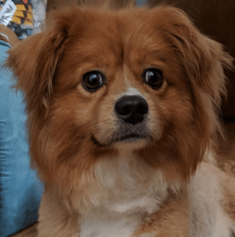 Chow Chow, a Chihuahua and Shih Tzu mix tested with EmbarkVet.com