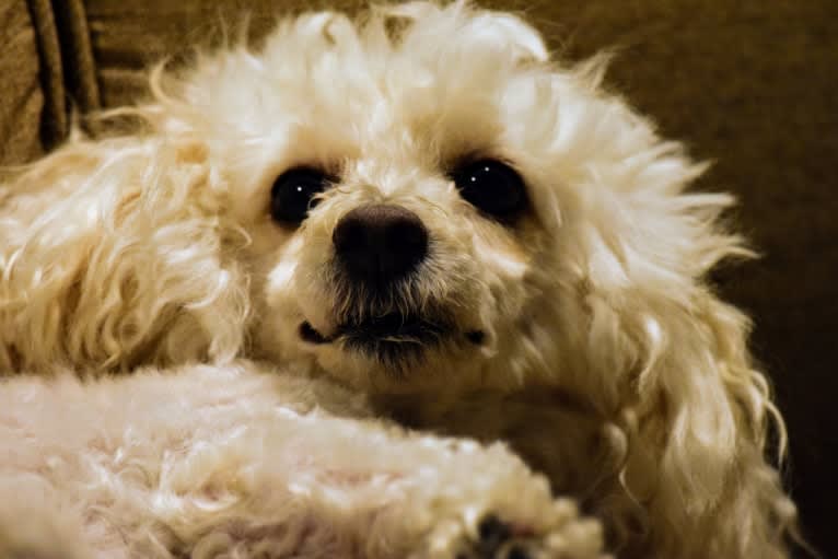 Photo of Ducky, a Poodle (Small)  in California, USA