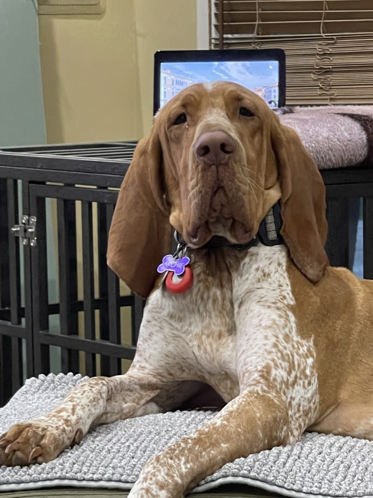 Archie, a Bracco Italiano tested with EmbarkVet.com