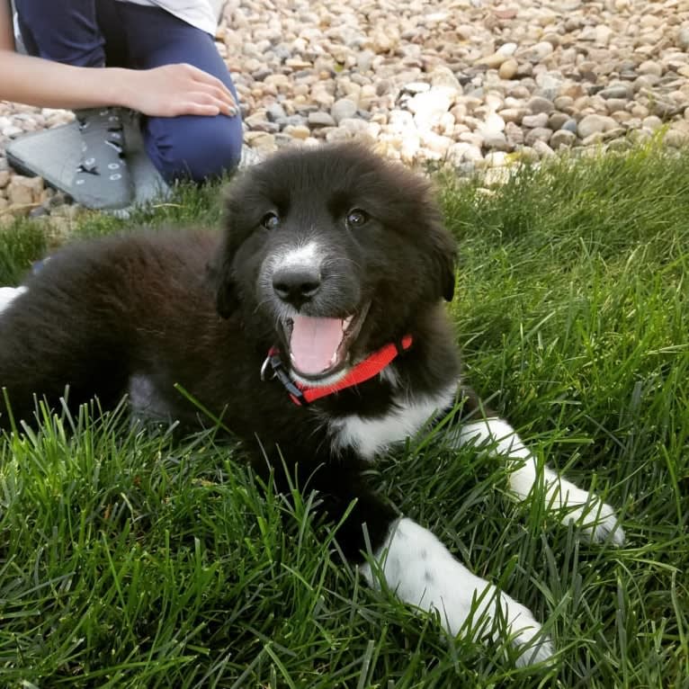 Simon, a Great Pyrenees and Labrador Retriever mix tested with EmbarkVet.com