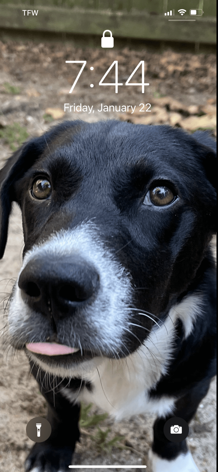 Rosie, a Labrador Retriever and Siberian Husky mix tested with EmbarkVet.com