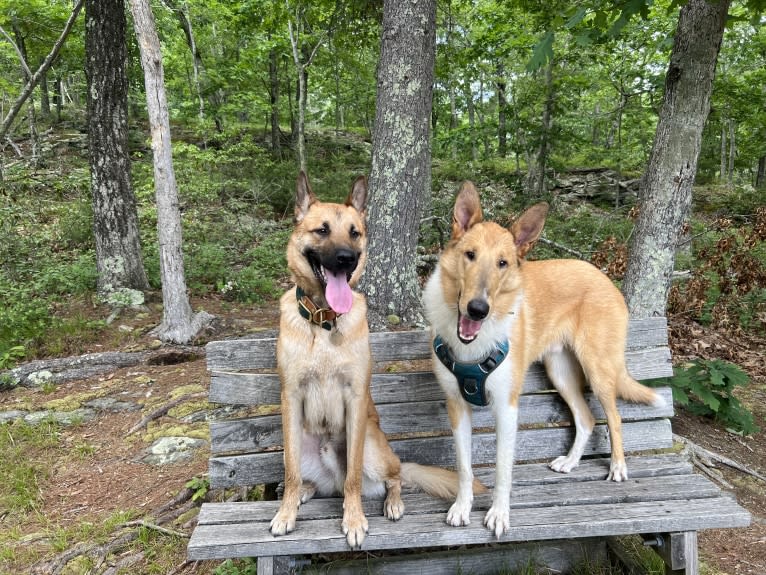 Everhett, a German Shepherd Dog and Australian Cattle Dog mix tested with EmbarkVet.com