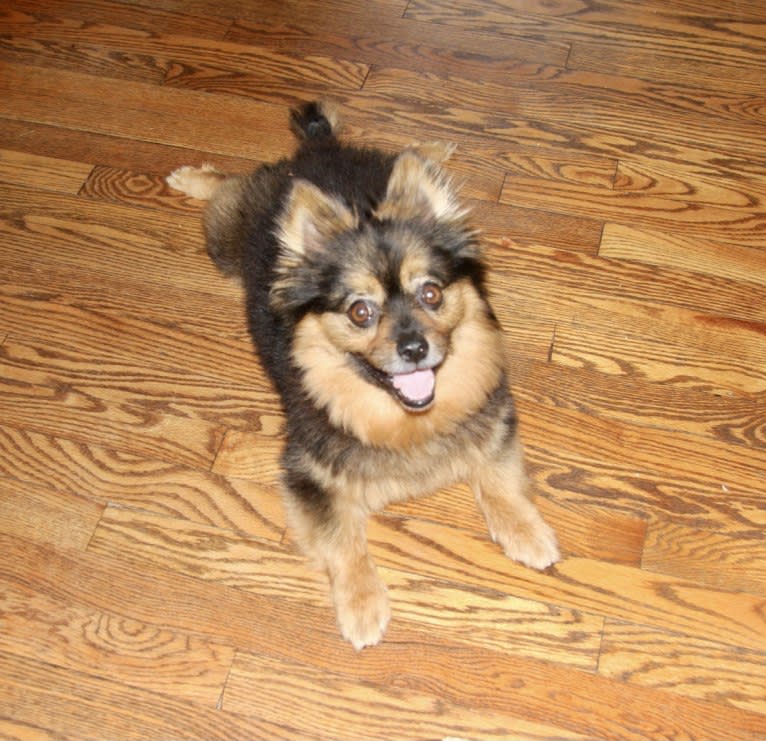 Bear, a Pomeranian and Yorkshire Terrier mix tested with EmbarkVet.com