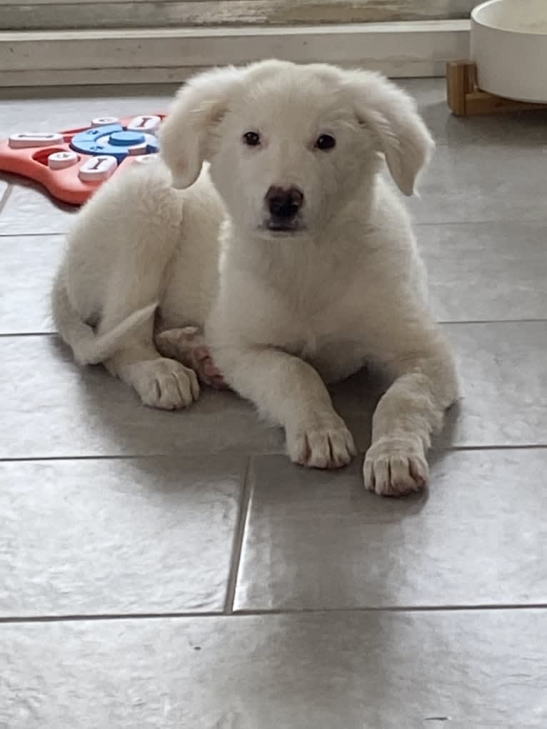 Jetson, a Great Pyrenees (13.4% unresolved) tested with EmbarkVet.com