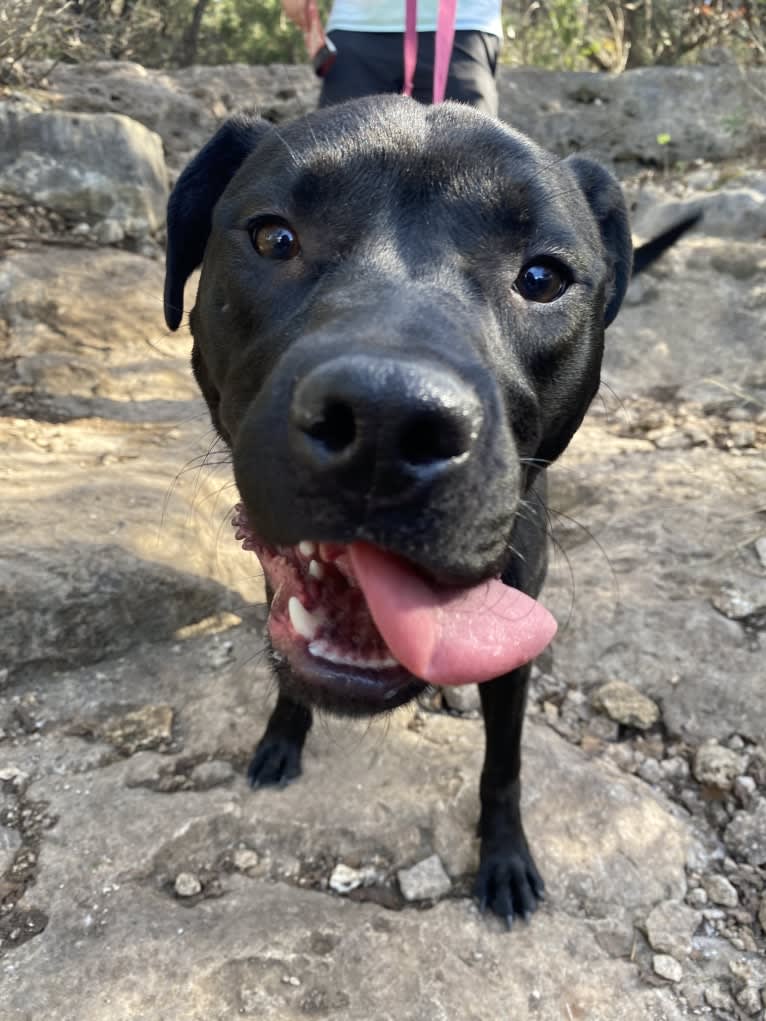 Kali, an American Bully and American Pit Bull Terrier mix tested with EmbarkVet.com