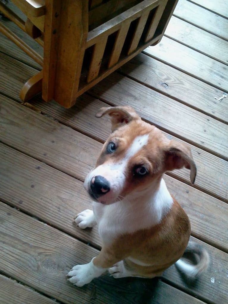 Thor, a Boston Terrier and Siberian Husky mix tested with EmbarkVet.com