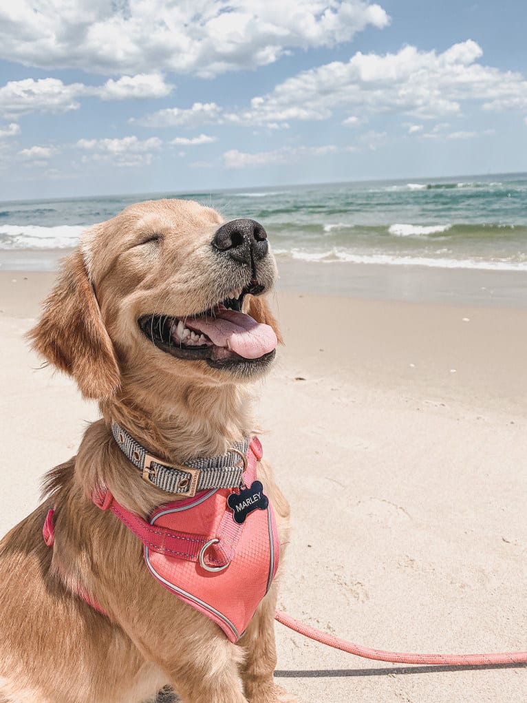 Marley, a Golden Retriever tested with EmbarkVet.com