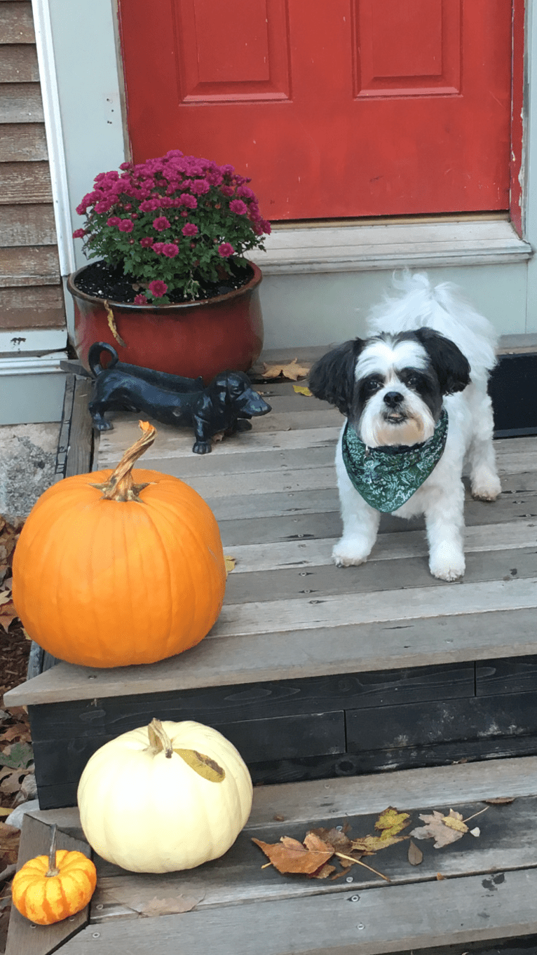 Obi, a Papillon and Shih Tzu mix tested with EmbarkVet.com