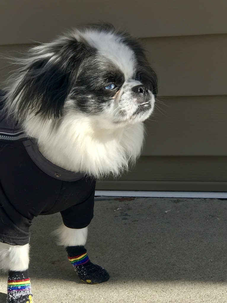 Poe, a Pekingese and Pomeranian mix tested with EmbarkVet.com