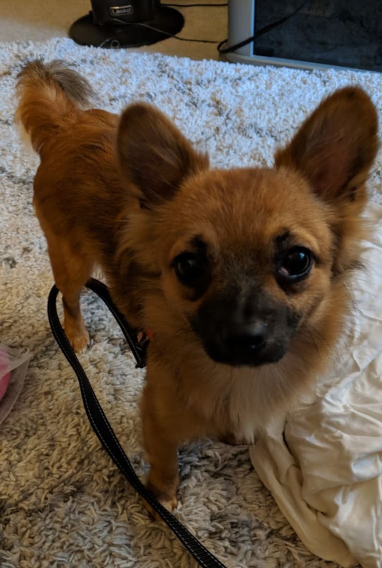 Copper, a Pomeranian and Rat Terrier mix tested with EmbarkVet.com