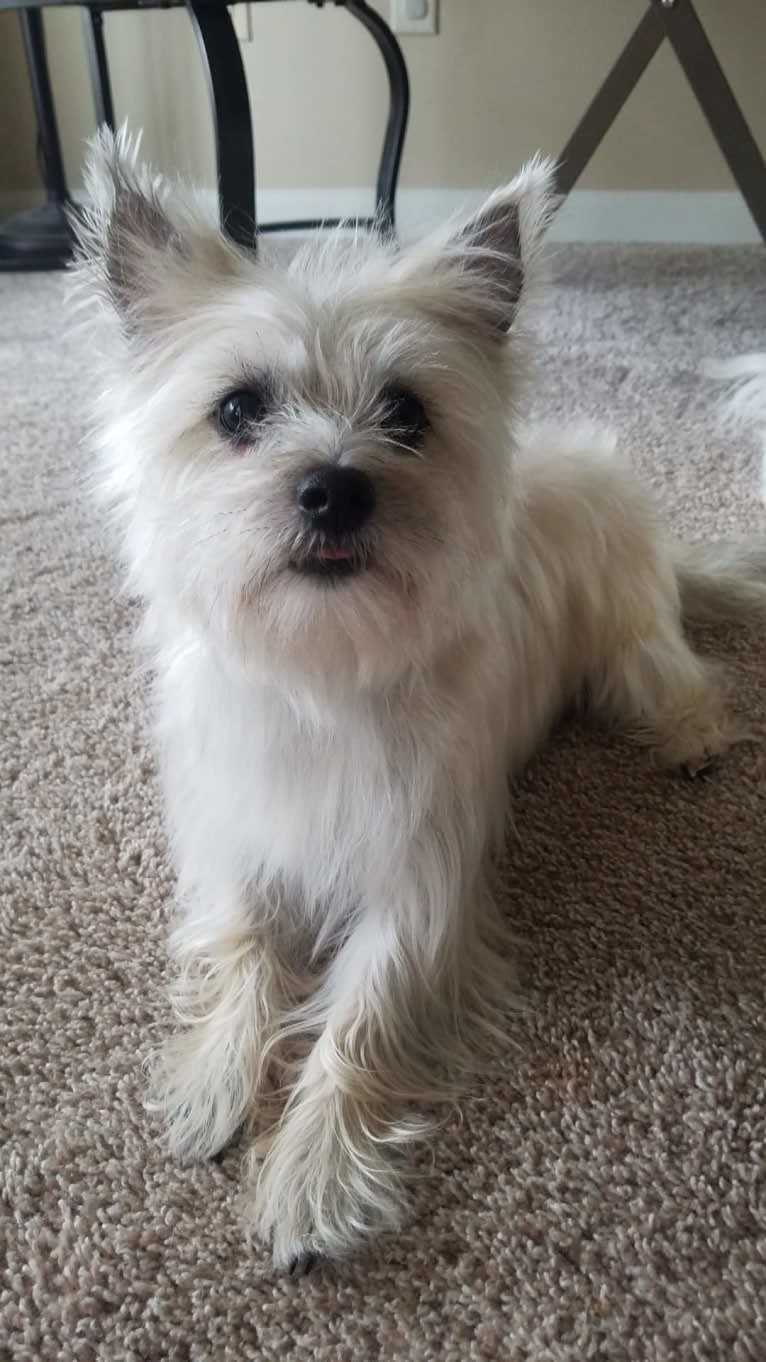 Willow, a Cairn Terrier and Maltese mix tested with EmbarkVet.com
