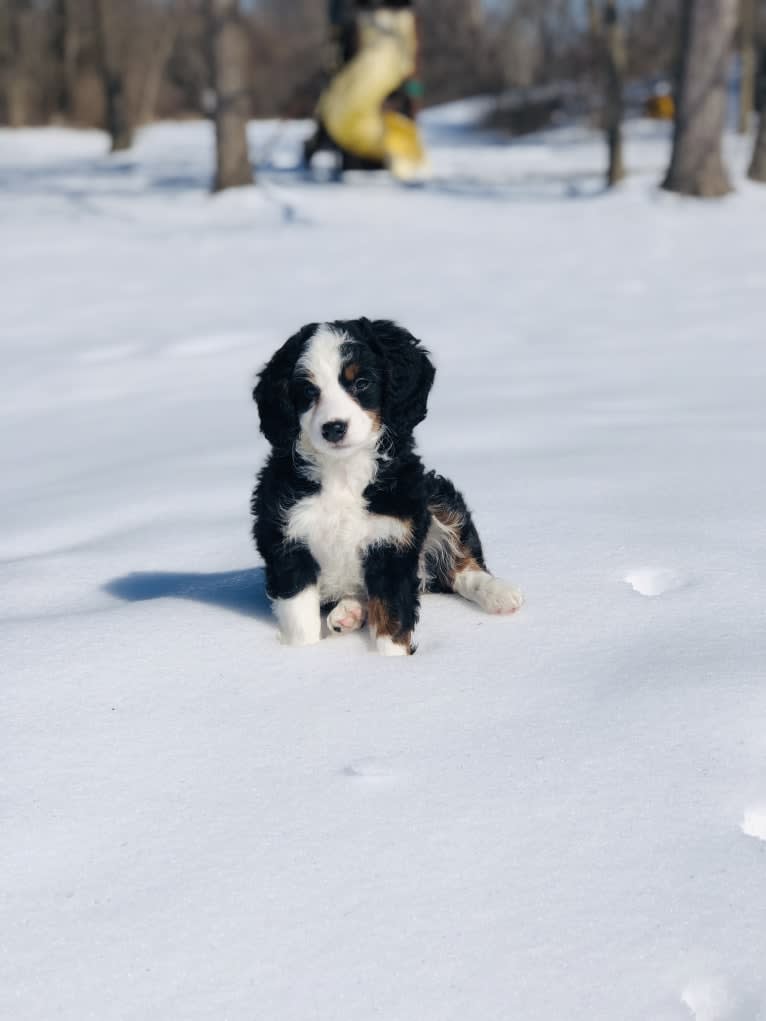 Lola, a Bernedoodle tested with EmbarkVet.com