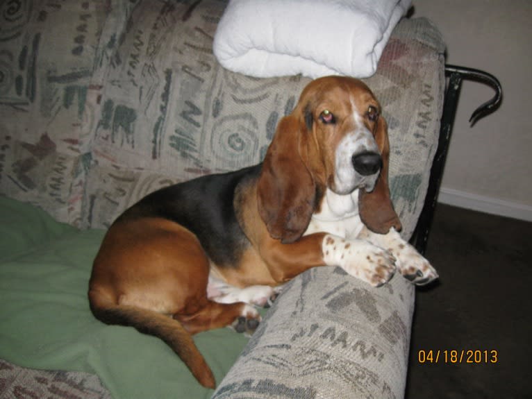 Teddy, a Basset Hound tested with EmbarkVet.com