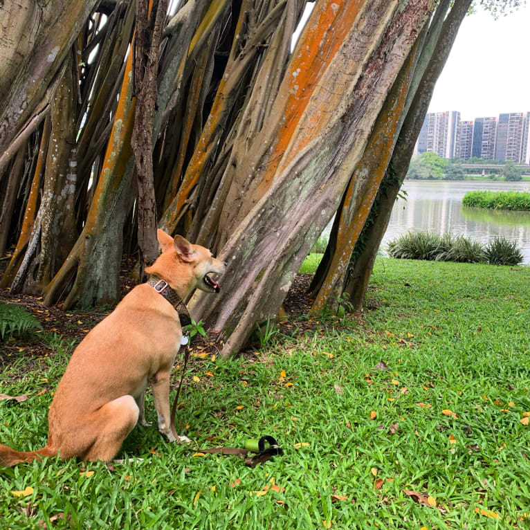 Becky, a Southeast Asian Village Dog tested with EmbarkVet.com