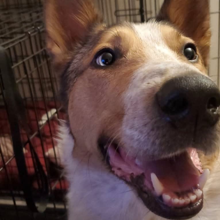 Zeke, an Australian Cattle Dog and Collie mix tested with EmbarkVet.com