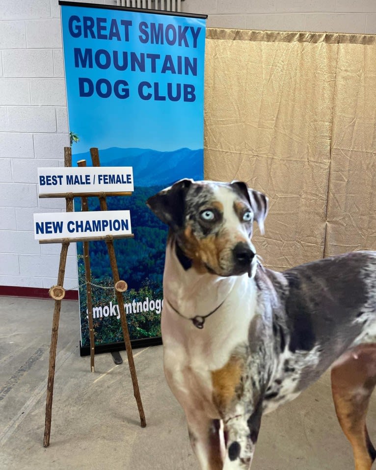 Maze, a Catahoula Leopard Dog tested with EmbarkVet.com