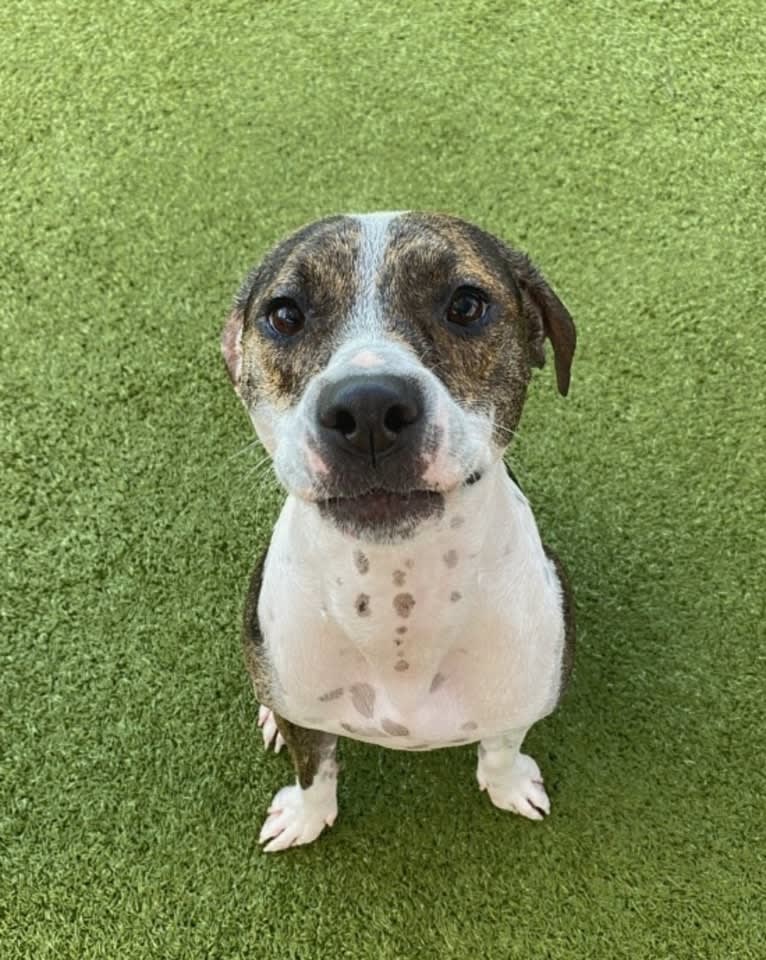 Charlie Bird, an American Pit Bull Terrier and Mountain Cur mix tested with EmbarkVet.com