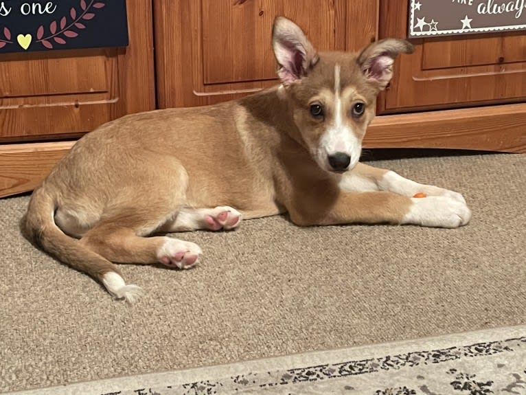 Echo, a Border Collie and German Shepherd Dog mix tested with EmbarkVet.com