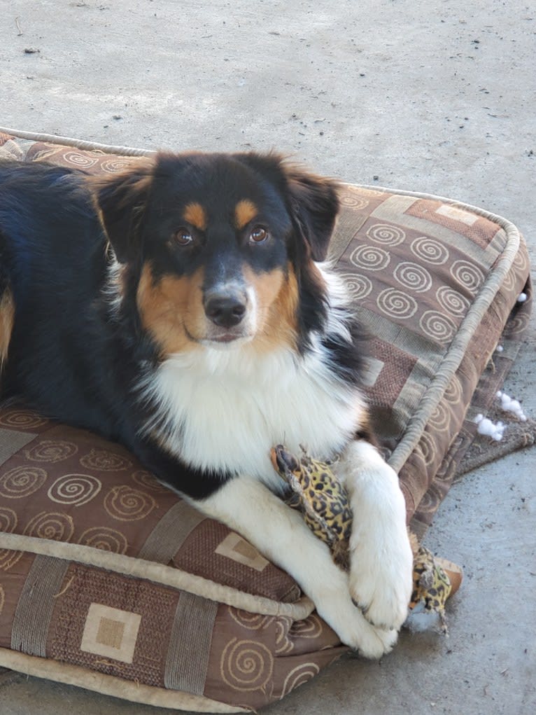 Champ Ice, an Australian Shepherd tested with EmbarkVet.com