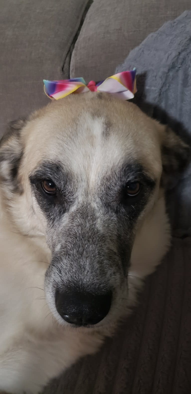Marley, a Great Pyrenees and Australian Cattle Dog mix tested with EmbarkVet.com
