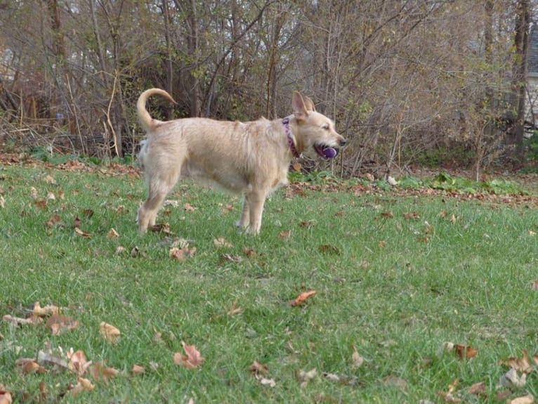 Bailey, an American Pit Bull Terrier and American Bulldog mix tested with EmbarkVet.com