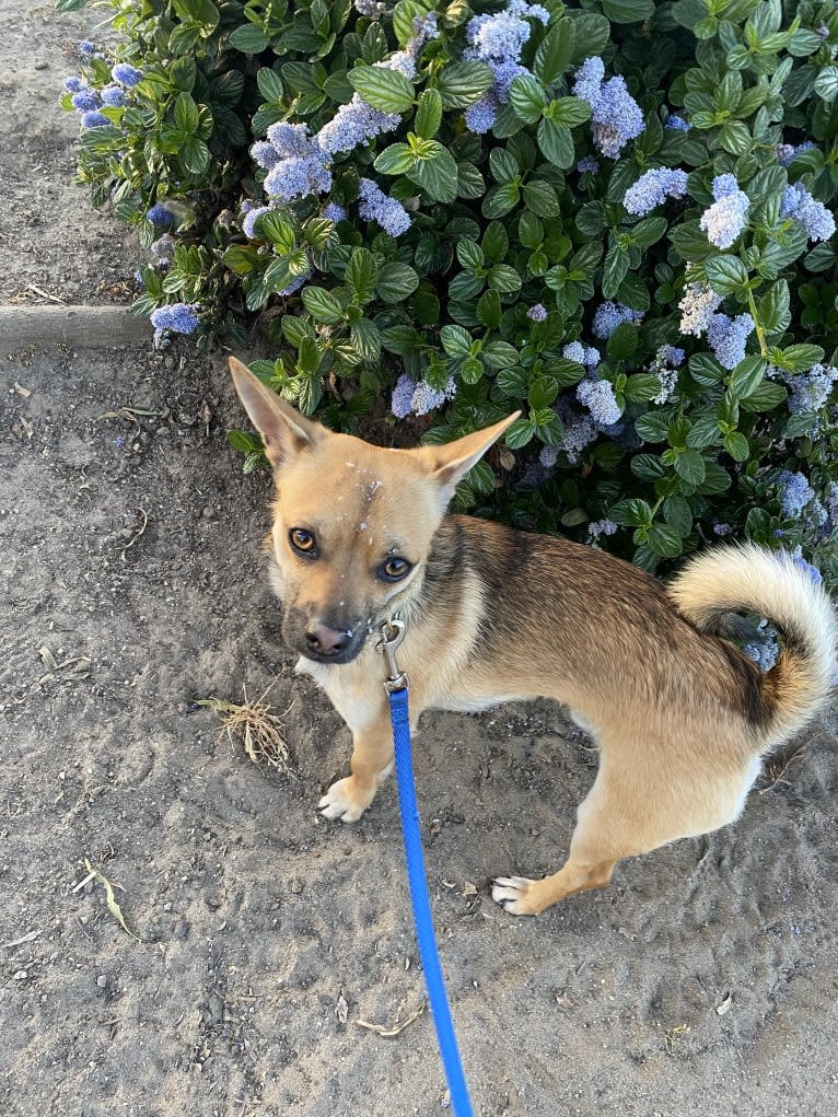 Yoshi, a Chihuahua and Pomeranian mix tested with EmbarkVet.com