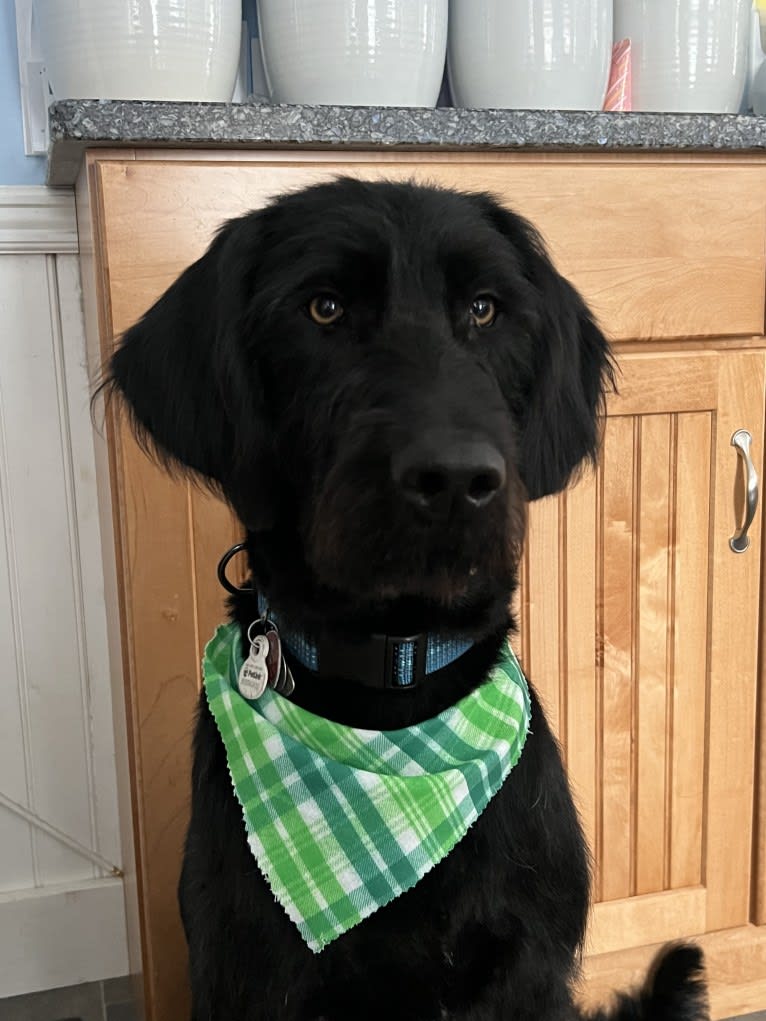 Levi, a Labradoodle tested with EmbarkVet.com