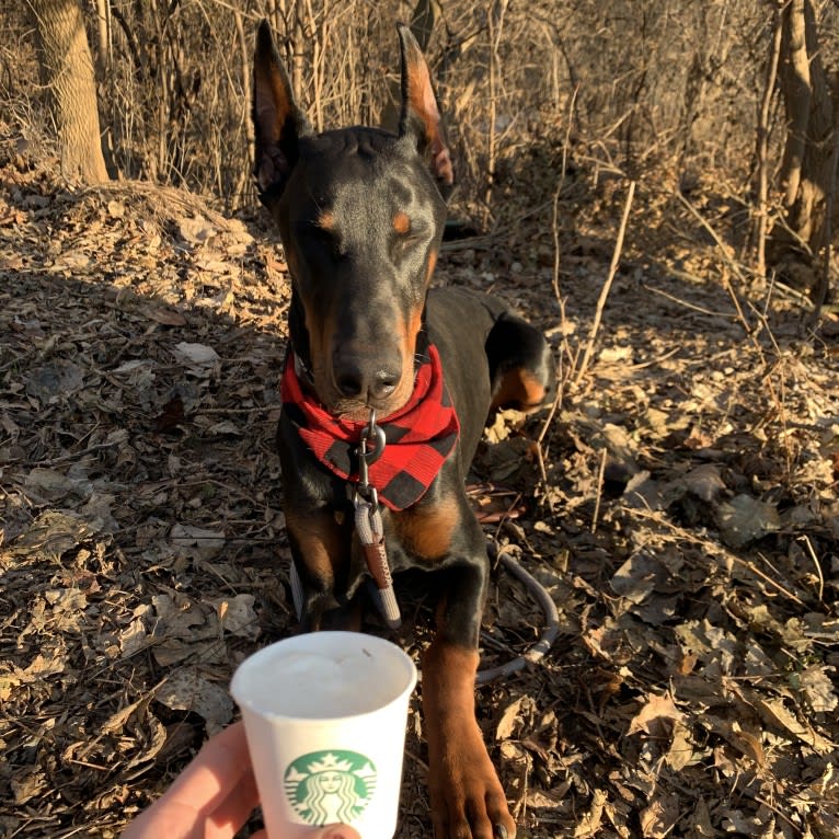 South Paw’s Nhaga, a Doberman Pinscher tested with EmbarkVet.com