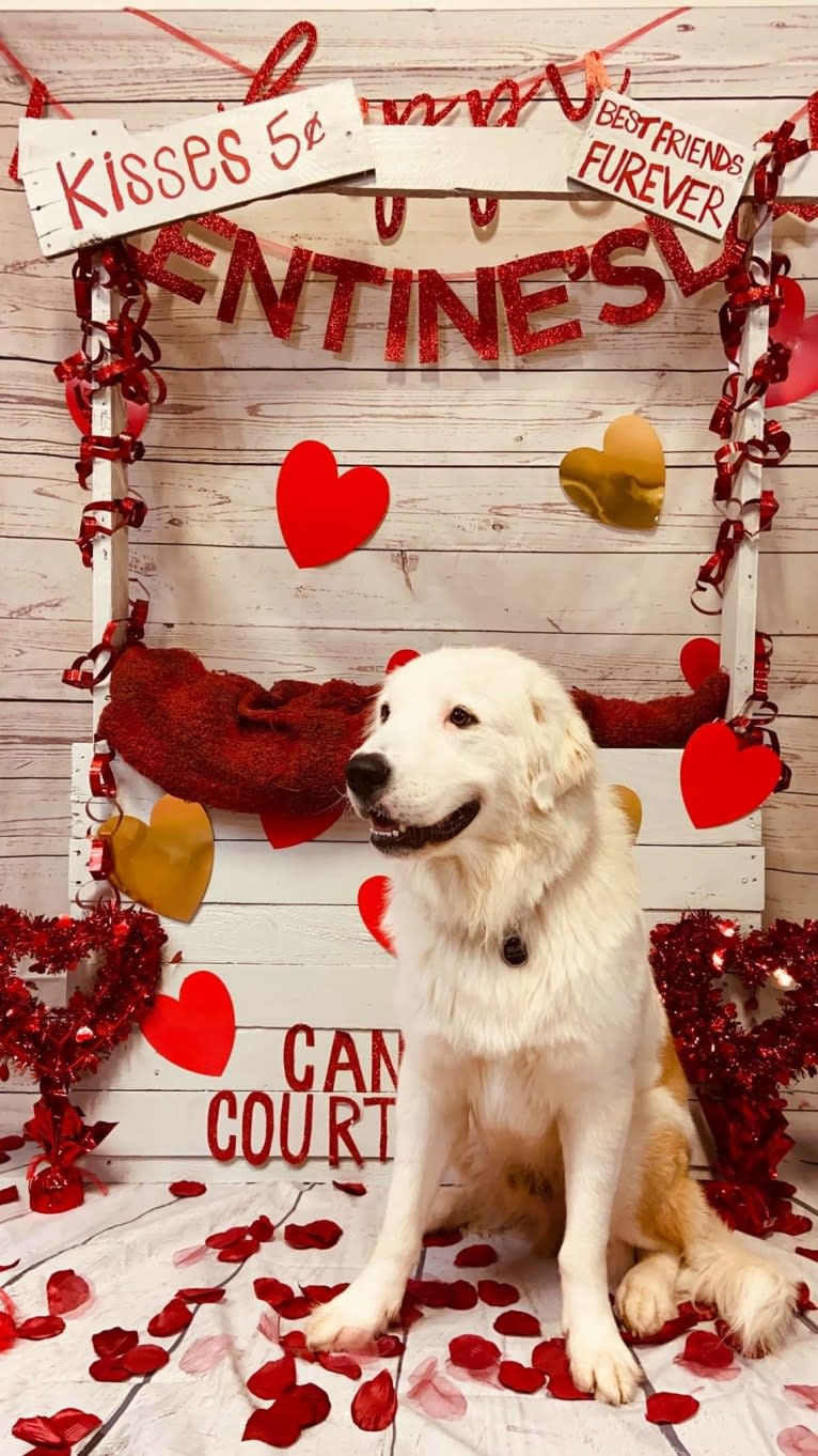 Bear, a Great Pyrenees and Labrador Retriever mix tested with EmbarkVet.com