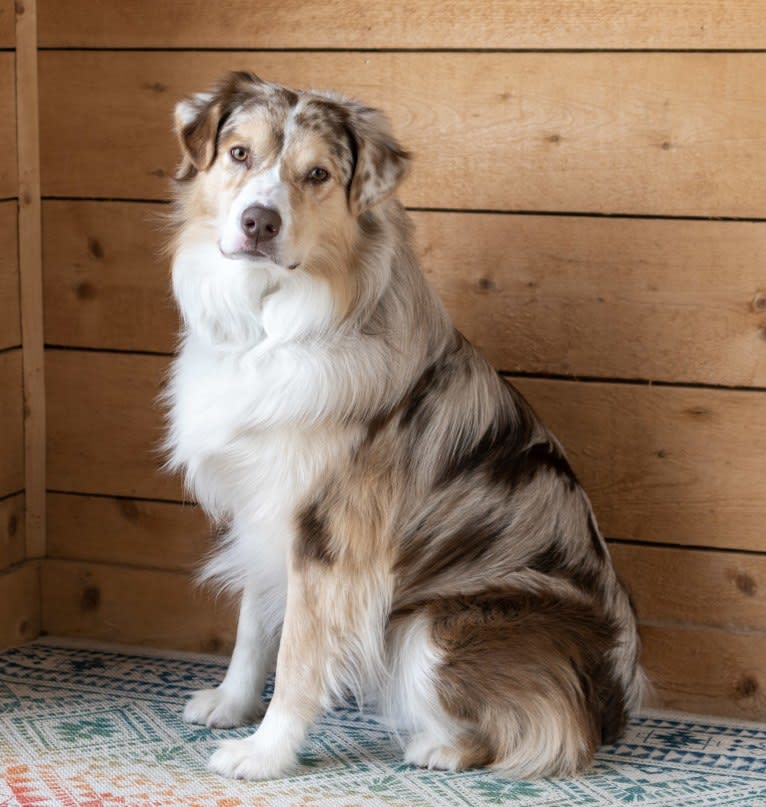 Neville, an Australian Shepherd tested with EmbarkVet.com