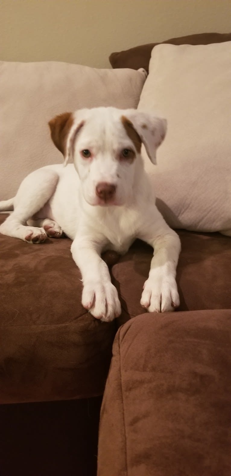 Bella, an American Pit Bull Terrier and Australian Cattle Dog mix tested with EmbarkVet.com