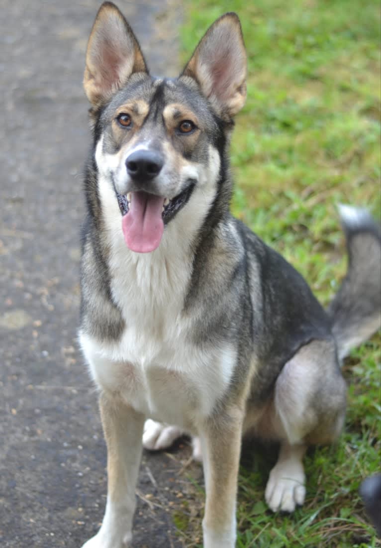 Koda, a German Shepherd Dog and Siberian Husky mix tested with EmbarkVet.com