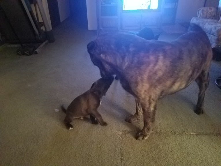 Alaskan mastiff sale